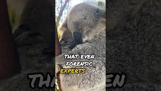 Did you know Koalas Have Fingerprints [upl. by Graces]