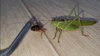 Kobylka zelená žere švába přímo z ruky  Tettigonia viridissima the great green bushcricket  feed [upl. by Aderfla468]