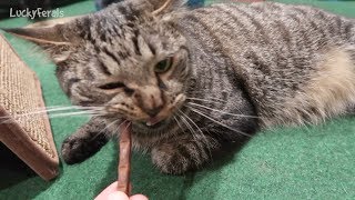 Boo Day 356  Update On Grandma Ferals Wrist Lets Visit Greenport NY The Cats Eat Meaty Sticks [upl. by Anavas]