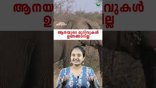 എന്തു കൊണ്ടാണ് ആനയുടെ മുറിവ് ഒരിക്കലും ഉണങ്ങാത്തത്  elephant wounds cant heal [upl. by Risteau]