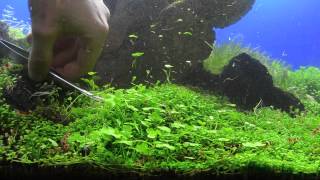 Glossostigma elatinoides  Trimming  Potatura [upl. by Ogg169]