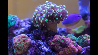 25 Gallon Waterbox LPS Tank Tour [upl. by Neitsirhc]