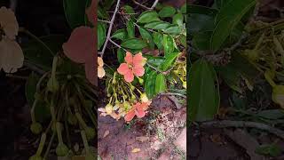 Kocks bauhinia flowers plants garden [upl. by Sayres126]