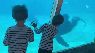 Orca Encounter at the San Diego  Water World and Sea Animals [upl. by Ahtibat]