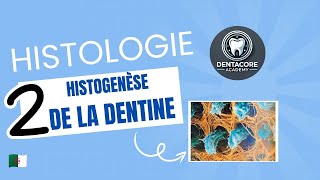 Histogenèse de la dentine  Part 2 🔥 [upl. by Ainevuol]