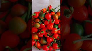 Red Cherry peppers cooking greenvegetable recipe food viralvideo shorts [upl. by Fabria]