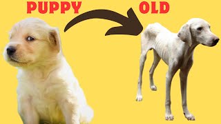 Understanding Your Dogs Behavior at Every Age Playful Pup to Wise Senior [upl. by Zachar]