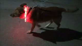 Zoofari Led Light Up Band Dog Collar [upl. by Maffa503]