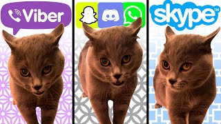 Alugalug Cat but Social Media Ringtones [upl. by Laidlaw]