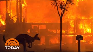 As Australian Wildfires Rage On Rescuers Race To Save Animals  TODAY [upl. by Elaen755]