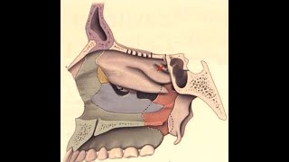 ANATOMIE FMPM PPT FOSSES NASALES [upl. by Buhler]