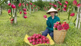 17 year old girl harvests dragon fruit to sell at the market  Daily life gardening DiiPơng [upl. by Abbi]