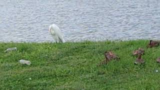 20 Black Bellied Whistling Ducks amp Great Egret Find Refuge Solary Park Lake After Hurricane Milton [upl. by Talmud]