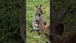 Mother Wallaby protects Baby shorts wallaby joey [upl. by Wynnie]