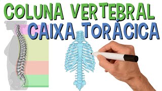 ✅ OSSOS DA COLUNA VERTEBRAL E CAIXA TORÁCICA [upl. by Kassaraba386]