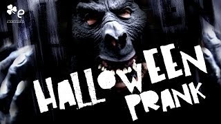 Halloween Prank  Pegadinha de Halloween  EDublin TV [upl. by Zul]