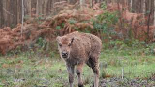 We welcome a new member to the herd 🦬 [upl. by Laehcimaj166]