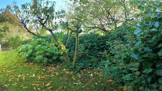 Neglected For YearsRenovated in Seconds  Overgrown Garden Transformation [upl. by Etra]