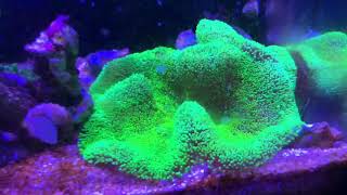 Neon Green Haddoni Carpet Anemone [upl. by Enrique]