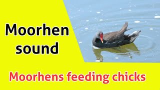 Moorhens feeding chicks  Moorhens chicks sound  Moorhen sound [upl. by Eecram831]