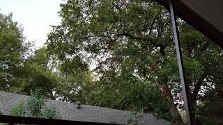 August Cicadas in Dallas TX [upl. by Tiffanie205]