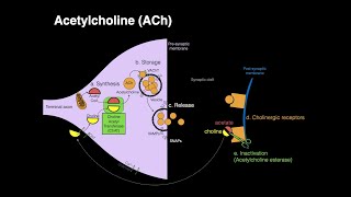 Acetylcholine ACh [upl. by Enrica]