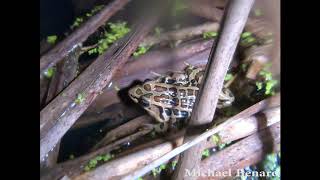 Pickerel Frog Calling in Ohio [upl. by Sevein]