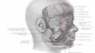 2 Arteries of the face تشريح أحمد كمال [upl. by Rochemont]