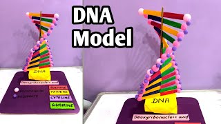 DNA Model  How To Make DNA Working Model  Science Project  School Project  TLM  Teaching Aids [upl. by Eldoria]