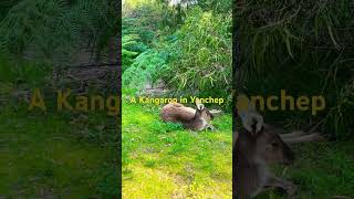 Kangaroo in Yanchep National ParkNational ParkYanchep national park random [upl. by Eentrok]