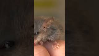 Mountain Pygmypossum Burramys parvus [upl. by Germayne]