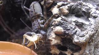 SPANNENDE FÜTTERUNG MEINES ALIENS  FEEDING TAILLESS WHIP SCORPION  PHRYNUS WHITEI  GEISSELSPINNE [upl. by Fanestil]