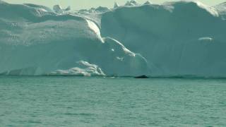 Grønland  Ilulissat  Hval i Isfjorden 33 [upl. by Ahsinotna584]