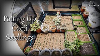 Pricking Out amp Potting Up Cactus Seedlings  Mars Hydro Grow Tent amp TS1000 Grow Light  MarsHydro [upl. by Iila]