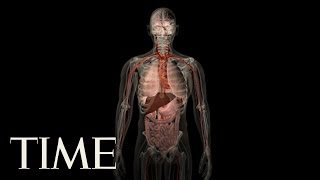 Scientists Discover a New Organ in the Human Body  TIME [upl. by Ihskaneem]