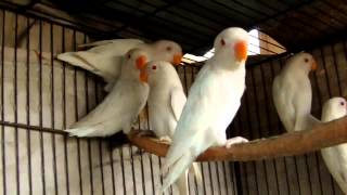 Beautiful Albino White Lovebirds [upl. by Zuzana]