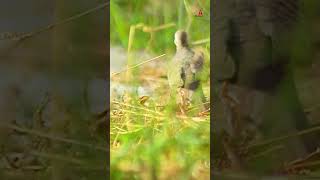 The turtle dove hides in the grass turtledove wilddoves wildlife [upl. by Gensmer]