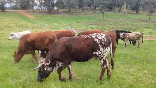 Heifer mob at the new farm [upl. by Odele563]