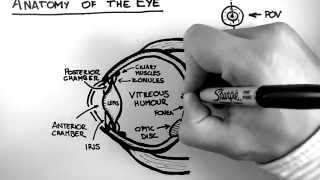 Anatomy of the Eye [upl. by Geoffrey]