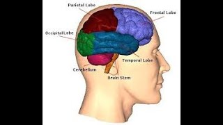 Vascular Dementia Causes amp Prevention [upl. by Hinson965]