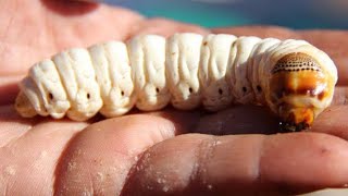 Witchetty Grub [upl. by Errol789]