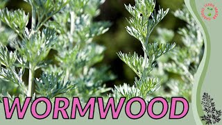 WORMWOOD Information and Growing Tips Artemisia absinthium [upl. by Rasmussen876]