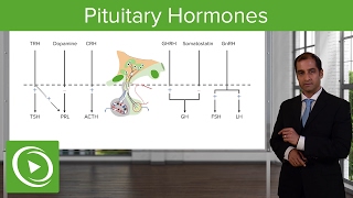 Pituitary Hormones – Endocrine Pathology  Lecturio [upl. by Ordisi]