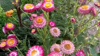 667  Helichrysum Everlasting Flowers Straw FlowerPaper Flower Hindi Urdu 7318 [upl. by Aldred]