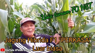 Jagung F1 Hibrida quotPerkasaquot memang hebat luar biasapetanibunga [upl. by Mitzl]