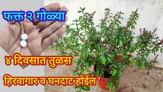 तुळशीच्या वाढीसाठी दया हया २गोळ्याOrganic fertilizerspgardeningmarathi [upl. by Cioffred]