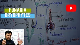 Funaria structure and life cycle Bryophytes by sir Fida onlineclasses Biology [upl. by Cates190]