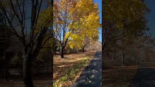 Maple still surviving with bright lemon yellow leaves when rest of trees have shed maplefall [upl. by Rafiq]