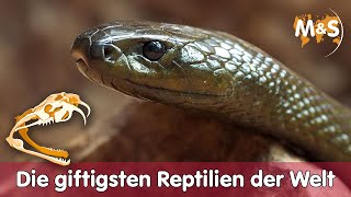 💀 Die giftigsten Reptilien der Welt  Top 5 💉 [upl. by Garrity904]