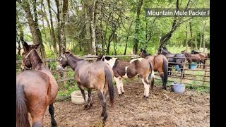 Mules becoming essential to get supplies to cut off communities [upl. by Nil]